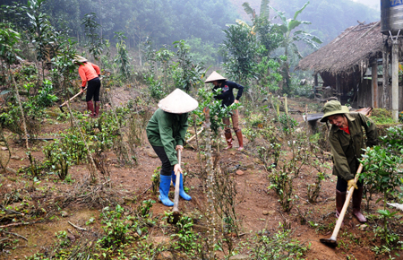 Nhóm hộ gia đình liên kết sản xuất, kinh doanh quế ở xã Đào Thịnh, huyện Trấn Yên chăm sóc quế trồng xen canh.