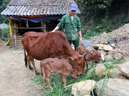 Ông Hoàng Văn Gòong, xã Nghĩa Tâm, huyện Văn Chấn chăm sóc cặp bò sinh đôi nhờ phương pháp truyền tinh nhân tạo.