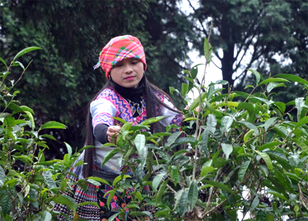 Nông dân xã Suối Giàng, huyện Văn Chấn thu hái chè Shan tuyết.