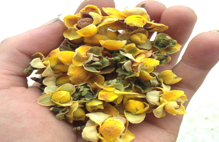 Trà hoa vàng sau khi sấy khô được anh Trương Văn Thương bán với giá 6 triệu đồng/kg, rẻ hơn một nửa so với giá thị trường.