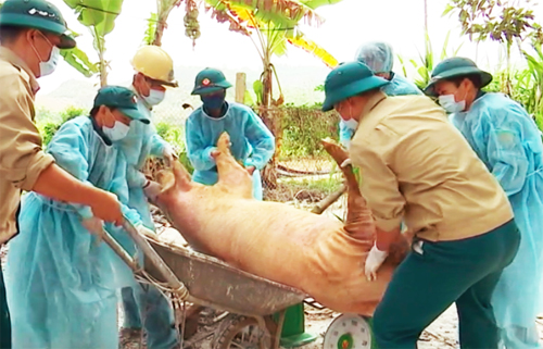Tiêu huỷ lợn bệnh tại xã Hợp Thanh.