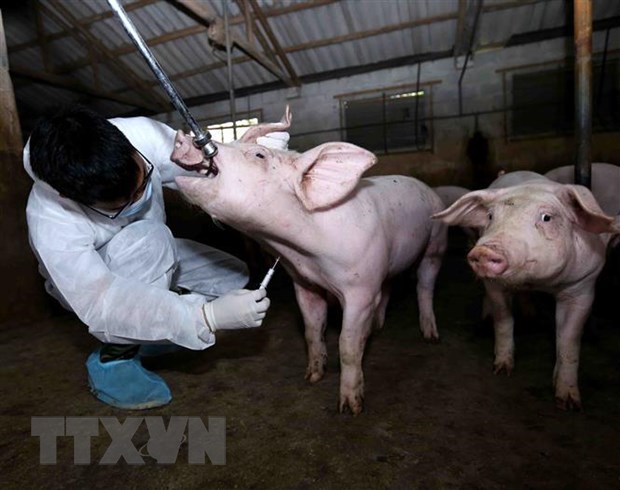 Nhân viên thú y tổ chức lấy mẫu để xét nghiệm tại hộ Đào Thị Thắng ở thôn Bó Khê, xã Tân Tiến, huyện Văn Giang, Hưng Yên.