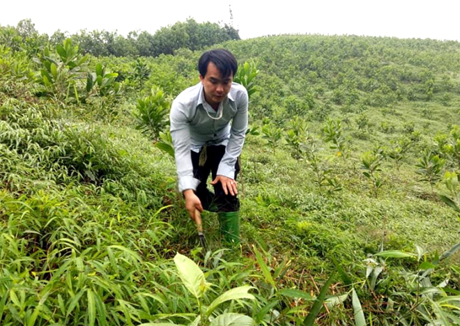 Anh Triệu Hoài Thương chăm sóc đồi cây.
