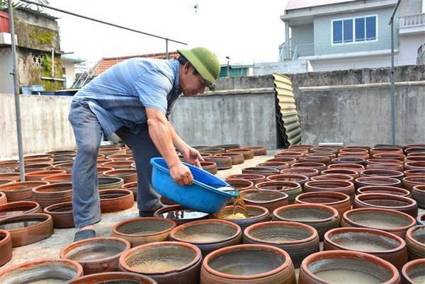 Sản xuất nước mắm Sa Châu, sản phẩm truyền thống của xã Giao Châu, Giao Thủy, Nam Định.