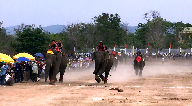 Các chú voi trên đường đua tại Hội voi lần này