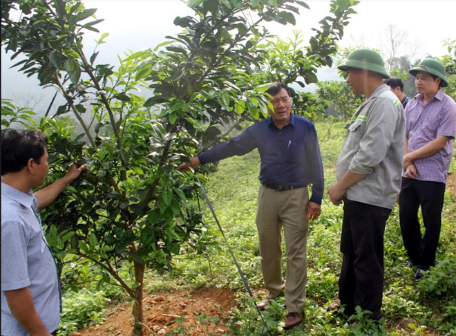 Lãnh đạo Sở Nông nghiệp và Phát triển nông thôn thăm mô hình trồng bưởi Diễn của gia đình ông Đặng Văn Nhậy, xã Bạch Hà.