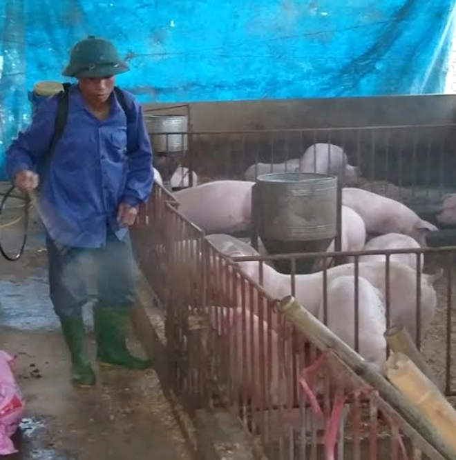Anh Trần Văn Điểm ở tổ 10 thị trấn Yên Bình thường xuyên phun tiêu độc khử trùng để bảo vệ đàn lợn không bị dịch bệnh xâm nhiễm.