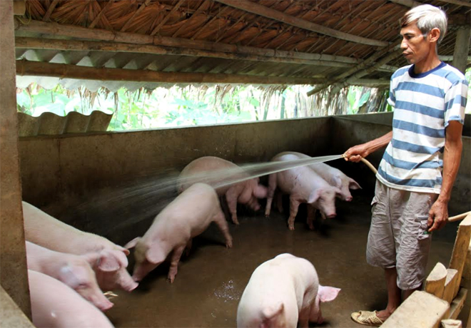 Nông dân huyện Lục Yên tăng cường các biện pháp phòng bệnh dịch tả lợn châu Phi.