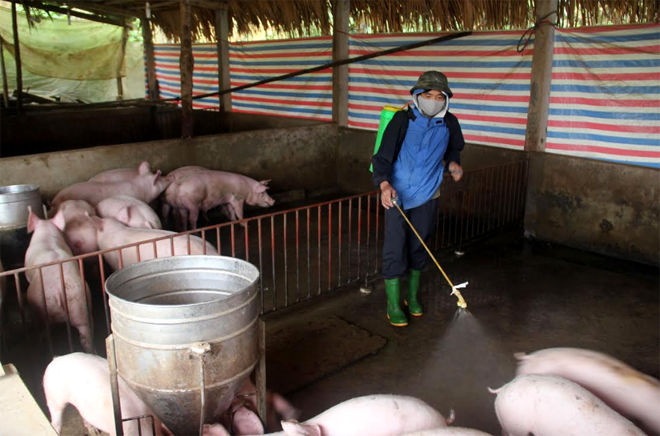 Anh Đỗ Văn Đức, thôn Ngòi Sen, xã Văn Tiến, thành phố Yên Bái phun hóa chất tiêu độc khử trùng khu vực chăn nuôi lợn.

