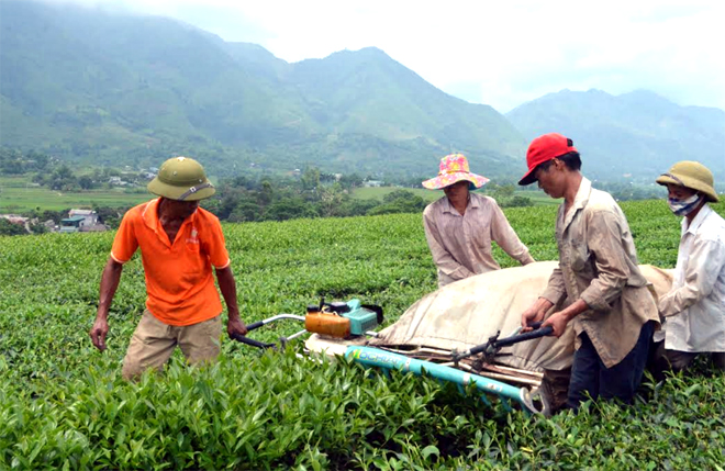 Nông dân TTNT Liên Sơn thu hoạch chè.