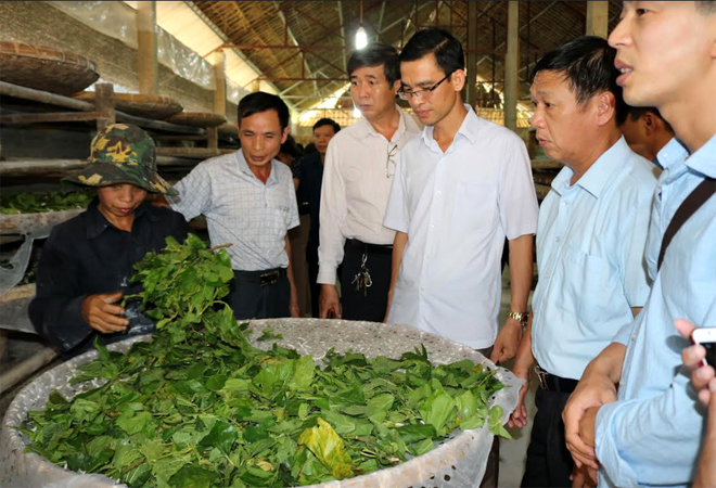 Mô hình trồng dâu nuôi tằm ở xã Tân Đồng, huyện Trấn Yên giúp hội viên nông dân nâng cao thu nhập, ổn định cuộc sống.