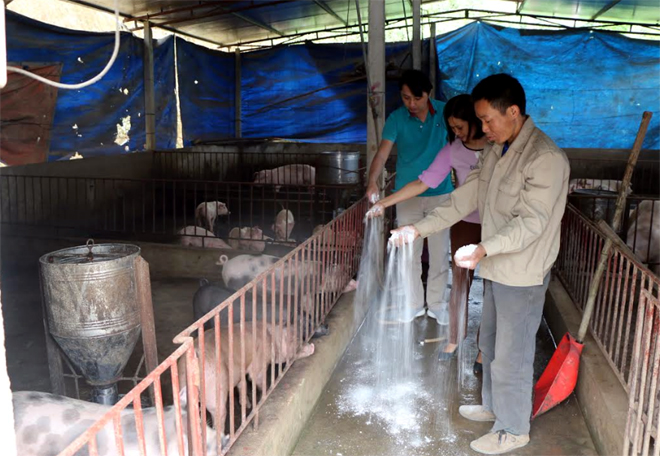 Cán bộ Phòng Nông nghiệp, Khuyến nông huyện Yên Bình cùng chủ hộ chăn nuôi rắc vôi bột phòng chống dịch bệnh.
