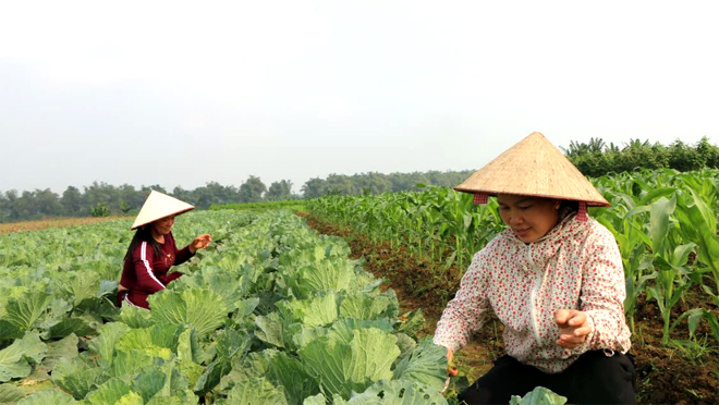 Nhờ được các cấp hội phụ nữ trong tỉnh hỗ trợ, 14 hộ hội viên ở thôn 5 và 6, xã Minh Tiến đã thành lập Hợp tác xã Sản xuất rau theo tiêu chuẩn VietGAP.