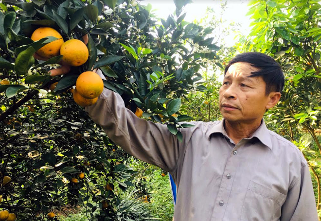 Ông Phạm Văn Quảng trồng cam V2 cho hiệu quả kinh tế cao.
