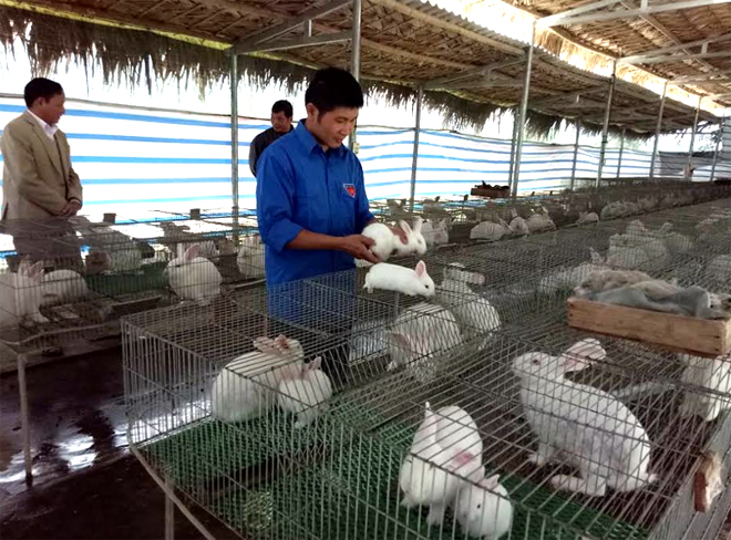 Phạm Hải Chiều đang chăm sóc thỏ.