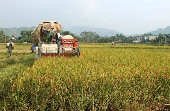 Nông dân huyện Văn Yên đưa cơ giới vào thu hoạch lúa.