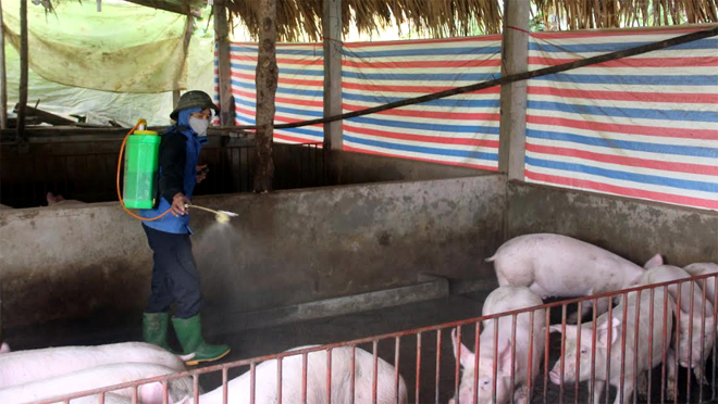 Cán bộ thú y xã Minh Tiến tăng cường vệ sinh môi trường, phun tiêu độc khử trùng chuồng trại cho đàn lợn. (Ảnh: Minh Huyền)