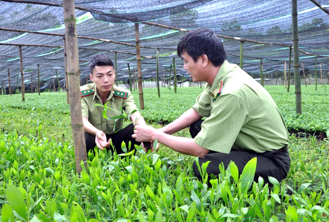 Cán bộ kiểm lâm huyện Văn Chấn kiểm tra cây giống để cung ứng cho niên vụ trồng rừng 2019.
