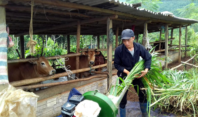 Mô hình chăn nuôi bò bán công nghiệp của nông dân xã Xuân Tầm đang phát huy hiệu quả.