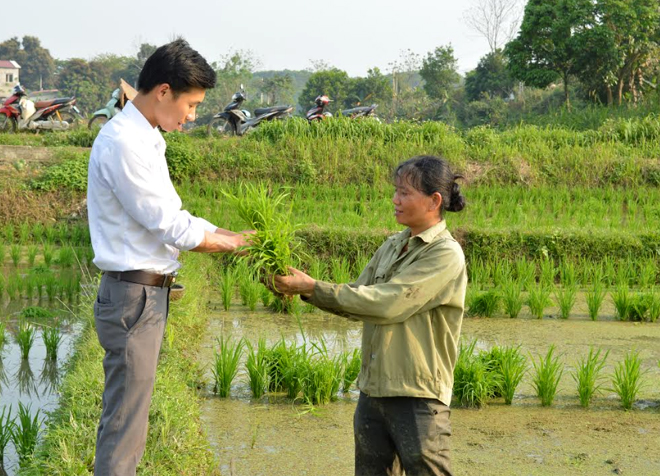 Cán bộ nông lâm xã Đông Cuông hướng dẫn nông dân chăm sóc, phòng trừ sâu bệnh hại lúa xuân.