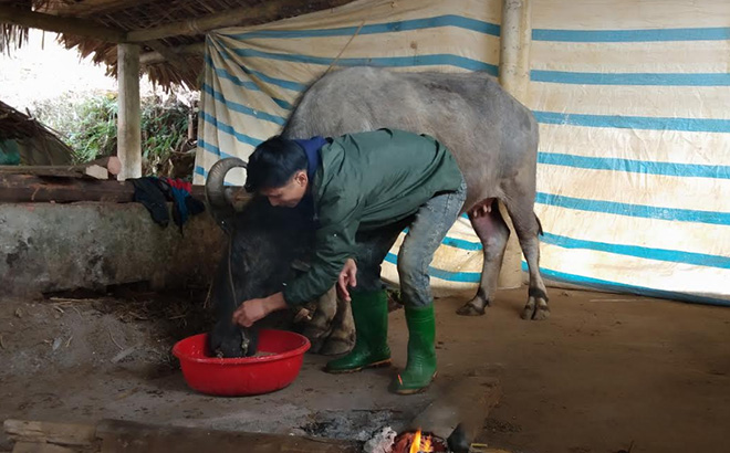 Nông dân huyện Trấn Yên tích cực theo dõi, để chủ động phát hiện bệnh dịch lở mồm long móng trên đàn trâu, bò.