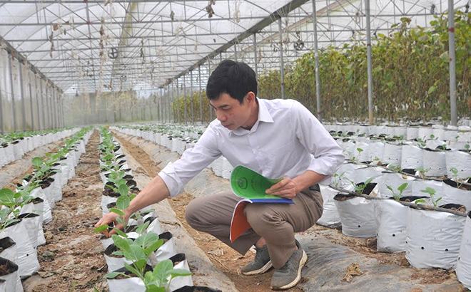 Anh Đinh Xuân Trung thường xuyên kiểm tra và ghi chép để theo dõi sinh trưởng, phát triển các loại rau, củ.