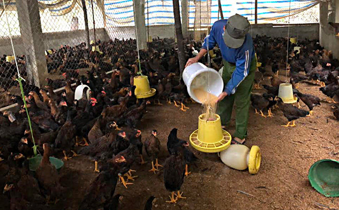 Với gần 5.000 con gà sắp đến kỳ xuất chuồng, gia đình ông Lê Văn Hùng ở tổ 1, thị trấn Yên Bình, huyện Yên Bình rất lo lắng nếu giá tiếp tục giảm.