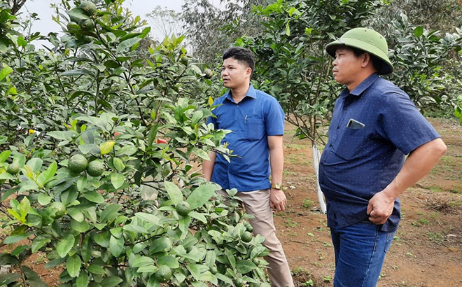 Anh Nông Văn Cảm (bên phải) kiểm tra sự phát triển của cây chanh tứ mùa.