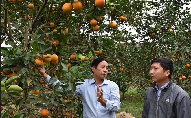 Mô hình trồng cam cho thu nhập cao của người dân xã Yên Thắng.

