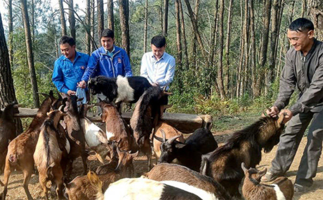 Tổ hợp tác chăn nuôi dê của đoàn viên thanh niên xã Púng Luông, huyện Mù Cang Chải.