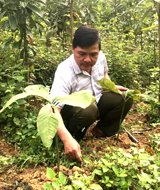 Anh Hoàng Kim Oánh chăm sóc cây lá khôi.