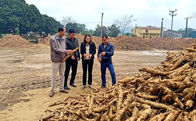 Nhà máy sắn Văn Yên là cơ sở chế biến giải quyết tốt vấn đề việc làm và thu nhập cho nông dân.