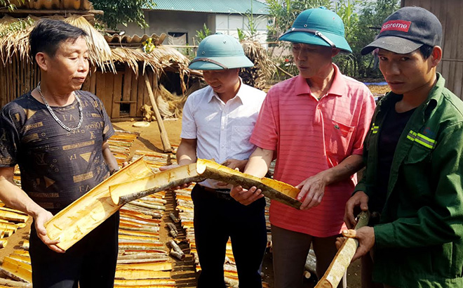 Lãnh đạo xã An Lương kiểm tra chất lượng sản phẩm quế của xã.