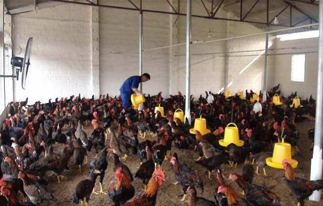 Cu Huy Hoang’s chicken farm in Lang Gia hamlet of Yen Thang commune, Luc Yen district, has generated considerable economic benefits.