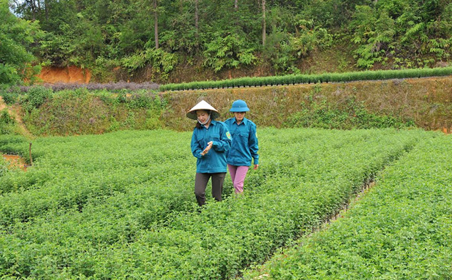 Cán bộ Ban Quản lý Rừng phòng hộ Mù Cang Chải kiểm tra cây sơn tra giống để cung ứng cho nhân dân trồng rừng kinh tế.