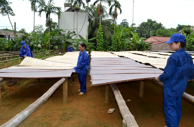 Nhân dân xã Giới Phiên sản xuất miến an toàn thực phẩm.