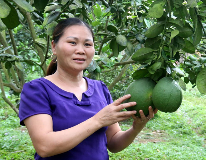 Vườn bưởi da xanh của gia đình chị Hà Thị Oanh mang lại hiệu quả kinh tế cao.