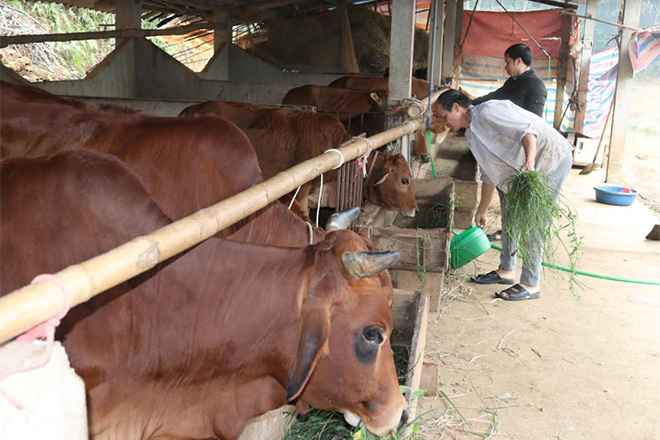 Ông Đặng Văn Nam chăm sóc đàn bò của gia đình.