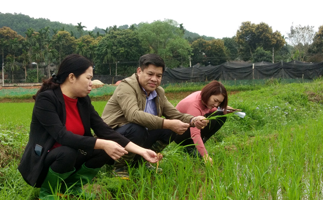 Lãnh đạo huyện Trấn Yên kiểm tra sâu bệnh hại trên cây lúa.