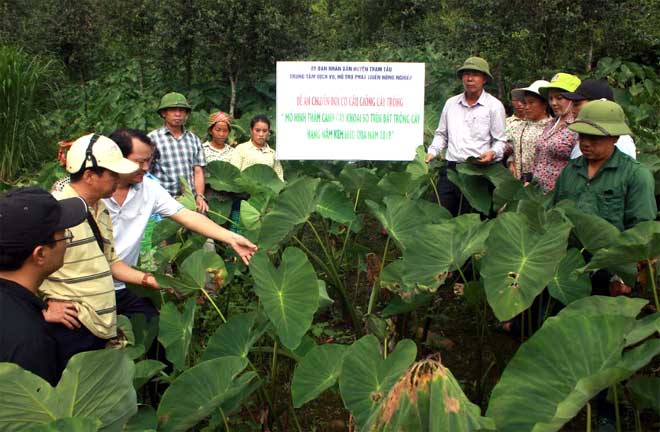 Lãnh đạo huyện Trạm Tấu thực tế mô hình thâm canh cây khoai sọ tại thôn Tà Xùa, xã Bản Công. (Ảnh: Ngọc Sơn)