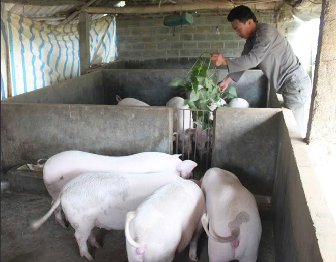 Sau khi hết dịch, nhiều hộ chăn nuôi trên địa bàn tỉnh đã cơ cấu lại đàn lợn và mang lại hiệu quả kinh tế cao.