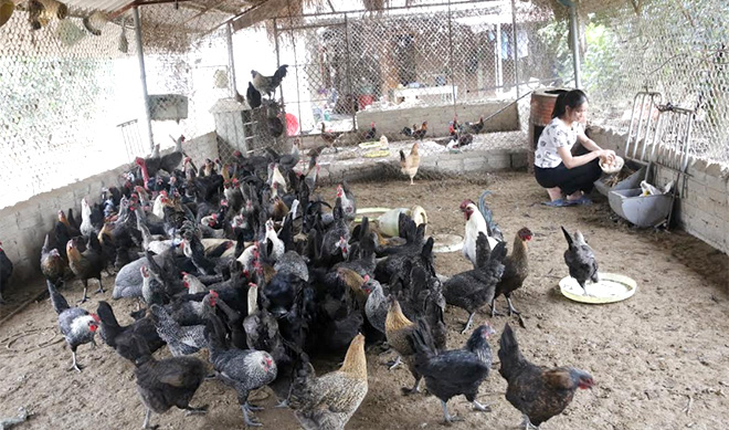 Mô hình chăn nuôi gà đem lại thu nhập cao của gia đình chị Bùi Thị Quỳnh.