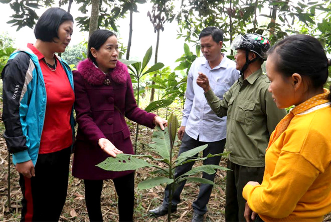 Từ nguồn Quỹ Hỗ trợ nông dân của Trung ương Hội, Hội Nông dân tỉnh đã triển khai hiệu quả các mô hình trồng cây lá khôi tại xã Việt Hồng, huyện Trấn Yên.