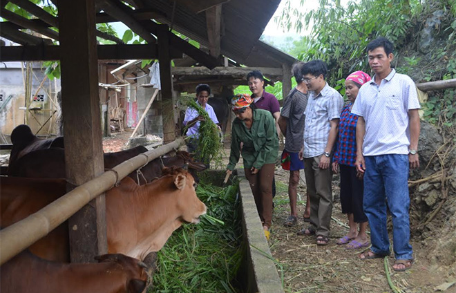 Các mô hình chăn nuôi theo hướng hàng hóa đã mang lại thu nhập ổn định cho người dân huyện Văn Chấn.