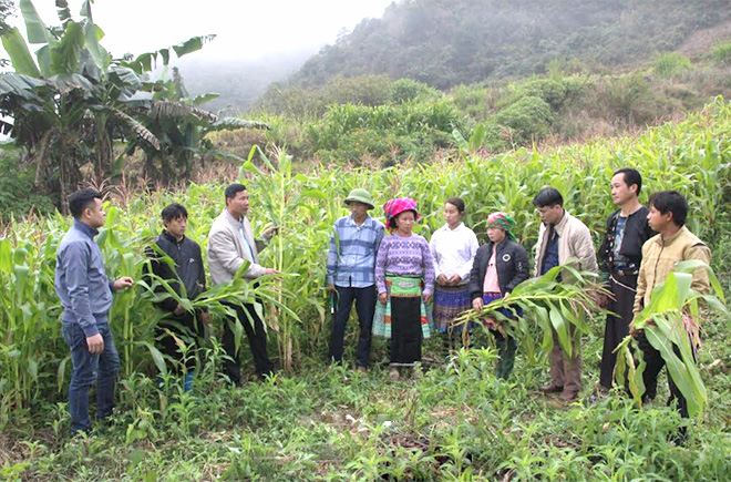 Một mô hình trồng ngô của nông dân xã Bản Mù.