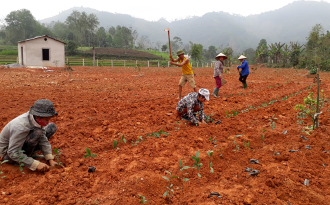 Tranh thủ thời tiết thuận lợi, người dân Lục Yên đẩy nhanh tiến độ trồng rừng.