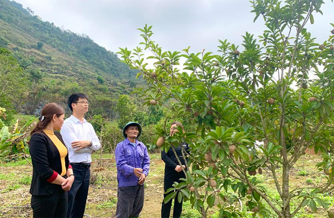 Mô hình trồng na dai Thái và hồng xiêm của gia đình anh Đoàn Văn Ba ở thôn Trung Tâm, xã Đồng Khê bước đầu mang lại hiệu quả.