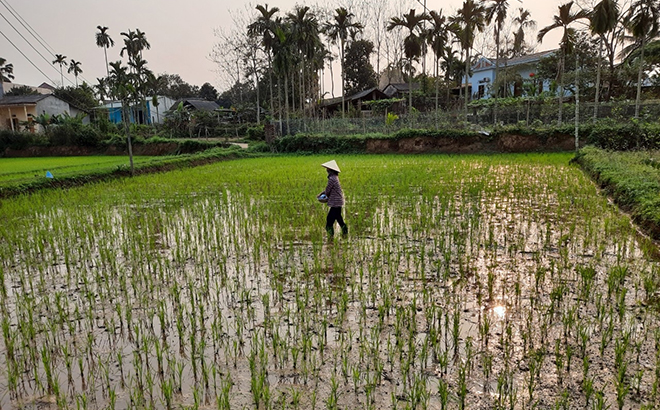 Nông dân thôn Tuy Lộc, xã Văn Phú, thành phố Yên Bái chăm sóc lúa đông xuân.