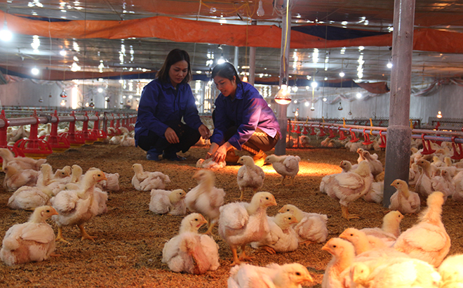 Chuỗi chăn nuôi gà công nghiệp tại xã Yên Hợp, huyện Văn Yên, quy mô 1,3 ha đem lại thu nhập cao cho người dân.
