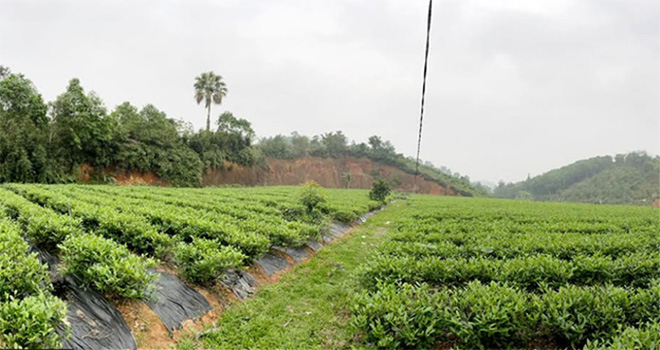 Vùng chè thâm canh ở xã Bình Thuận với diện tích hơn 250 ha, sản lượng chè búp tươi đạt trên 3.700 tấn/năm.